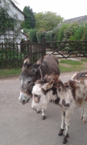 New Forest donkeys